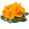 Afbeelding van Primula P10.5 Orange